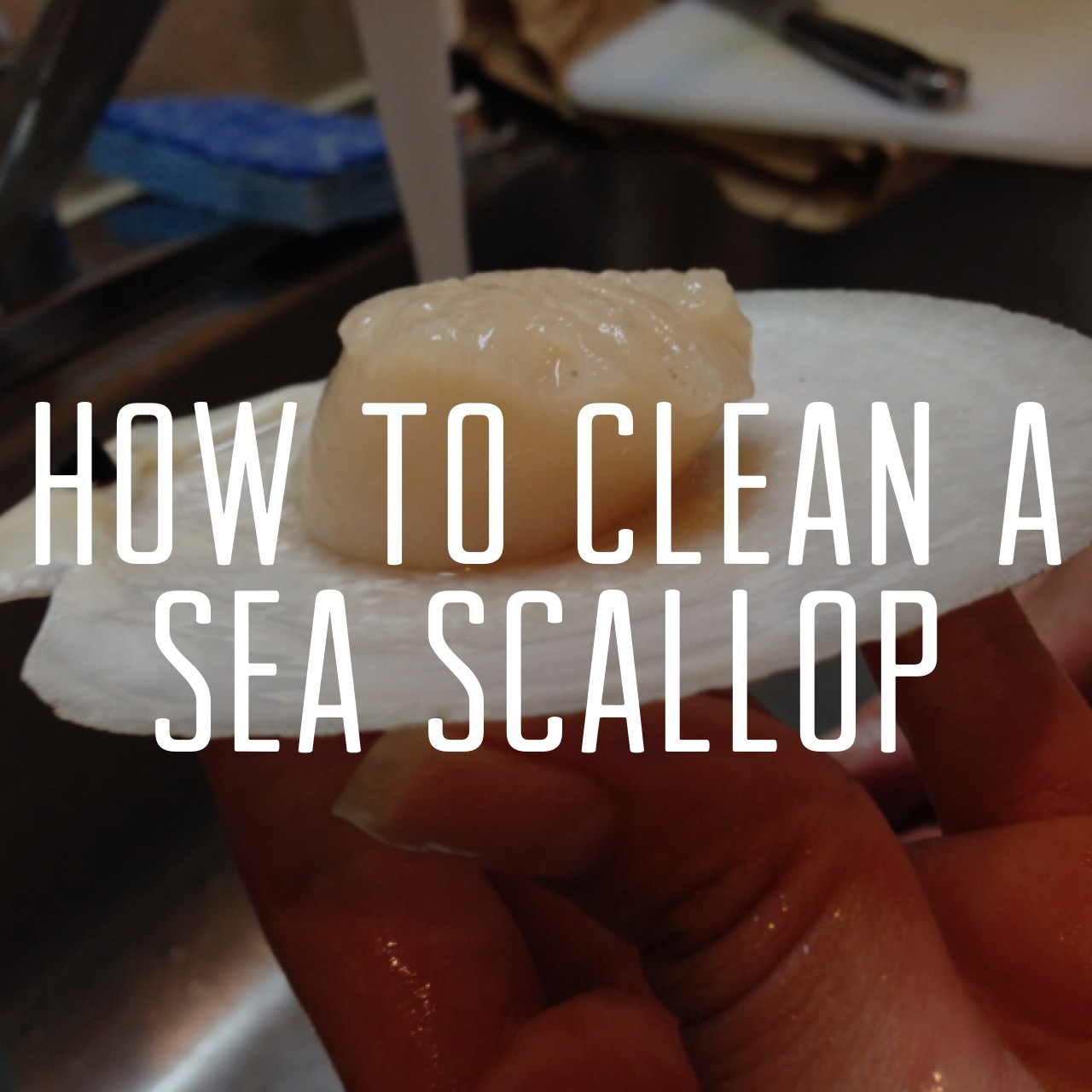 How to clean a Sea Scallop