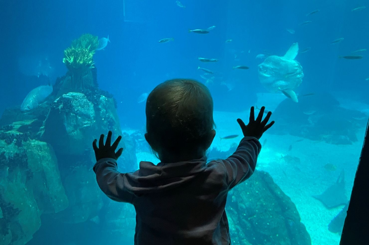 Lisbon aquarium with a sunfish